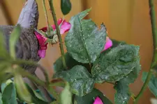Rose4.webp