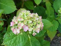 SAM_4686.webp