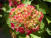 SAM_4690.webp