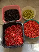 Beeren.webp