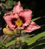 EoD 140622.webp
