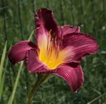 TL A_243.webp