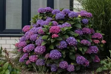 Hortensie Vorgarten 140621.webp