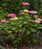 Hortensie_klein Vorgarten 140621.webp