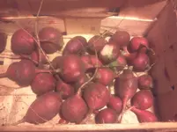 huzt 022.webp