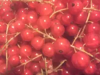 huzt 020.webp