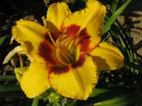 Albert 236.webp
