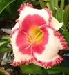 Ageles Beauty gek..webp