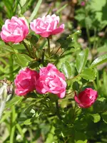 IMG_5091.webp
