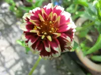 CIMG7977.webp