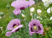 P1140350.webp