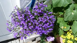 P1070123.webp
