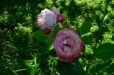 DSC_0730.webp