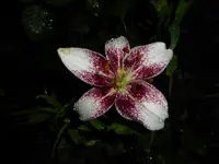 P1130180.webp