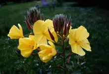 nchtkrz (2).webp