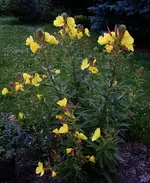 nchtkrz (1).webp