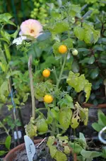 DSC_9385_Winzling_Venus.webp