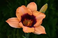 300F.webp