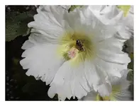031.webp