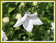 111.webp