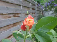 P1130025.webp