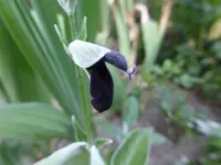 P1120971.webp