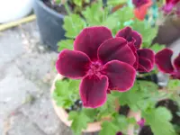 P1130040.webp