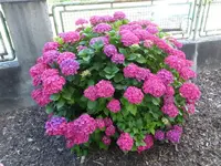 P1130103.webp