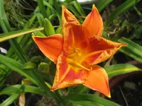 willi bill_1024x768.webp