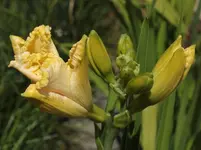 Uerdinger Zitroneneis 140622.webp