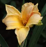 TL 140623.webp