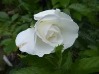 P1100020.webp