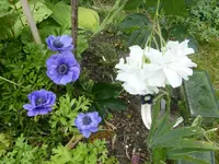 P1100360.webp
