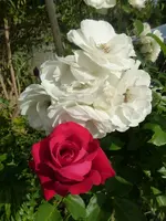 P1110022.webp
