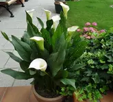 DSC01928.webp