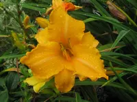 IMG_ruffled apricot2_1024x768.webp