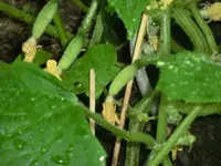CIMG8024.webp