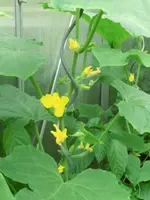 CIMG8026.webp