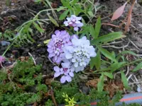 CIMG8027.webp