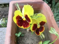 CIMG8030.webp