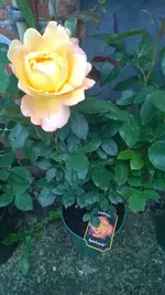 WP_20140622_001.webp