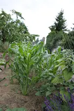 Mais-22_06_2014.webp
