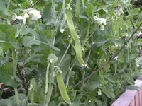 IMGP6707.webp