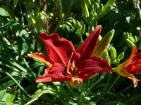 Blumen - Lilien.webp