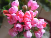 RIMG0247.webp