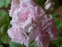 RIMG0249.webp