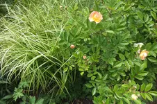 segge und ghislaine.webp