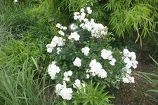 2014_0620Frühling0021.webp