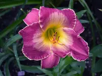 27005925.CourtMagicianR.Munson1987.webp