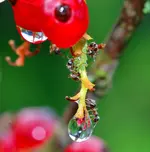 ants1.webp
